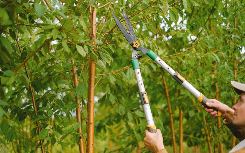 Tree trimming in Ransomville, NY